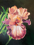 Burgundy Iris