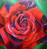Deep Red Rose