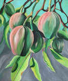 Gum Nuts (Eucalyptus Tree)